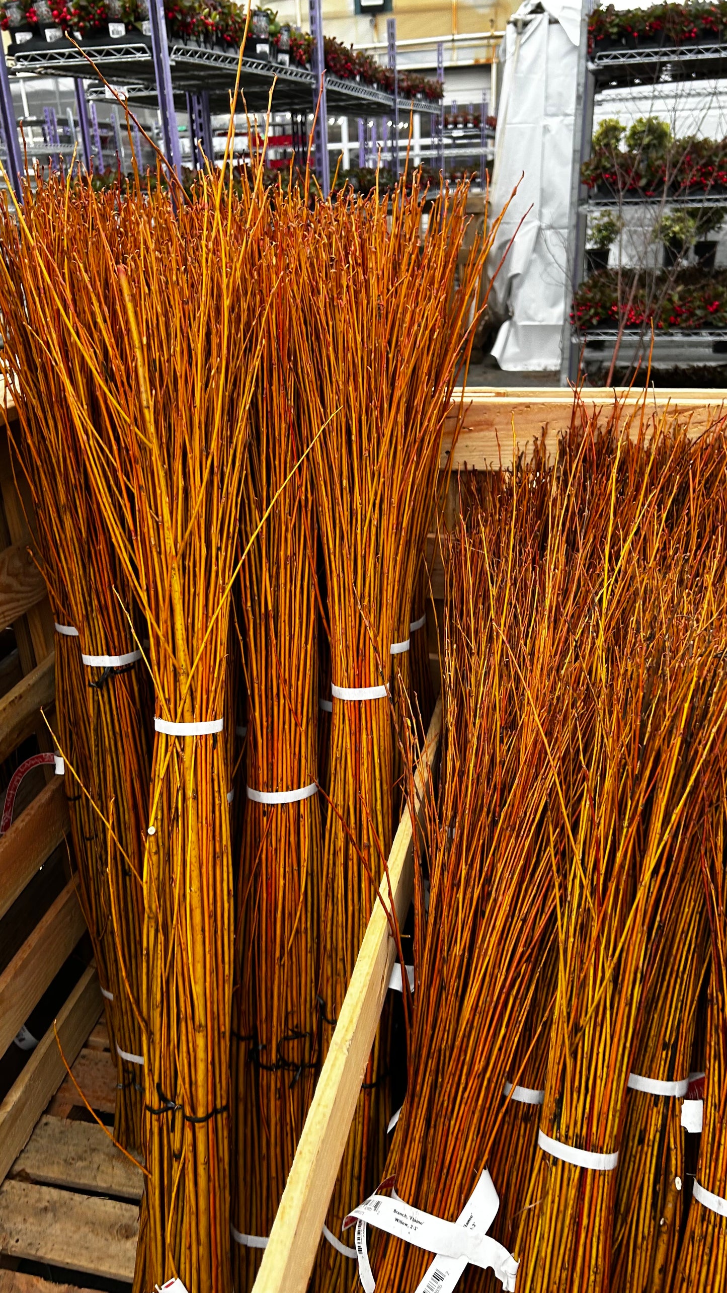 Branch, 'Flame' Willow, 3-4' (10 Branches/Bunch, 10 Bunches/Bundle) Pack of 10