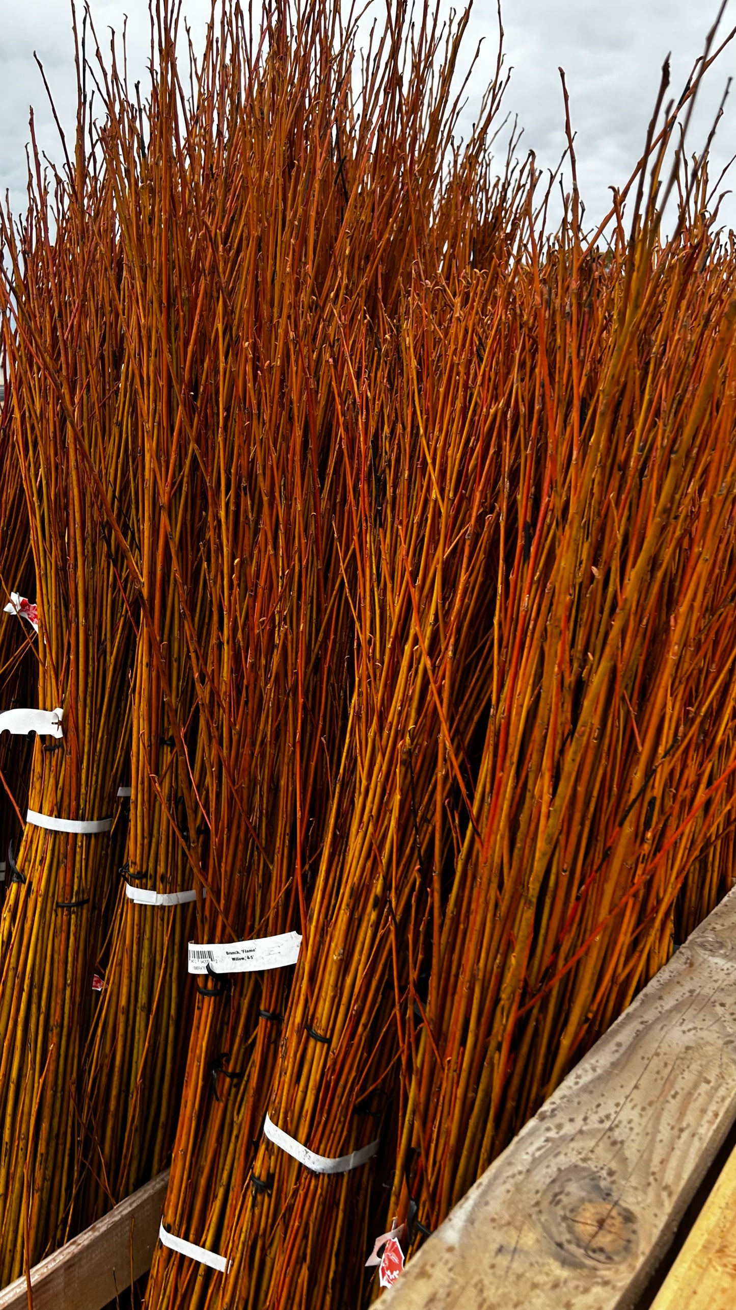 Branch, 'Flame' Willow, 3-4' (10 Branches/Bunch, 10 Bunches/Bundle) Pack of 10