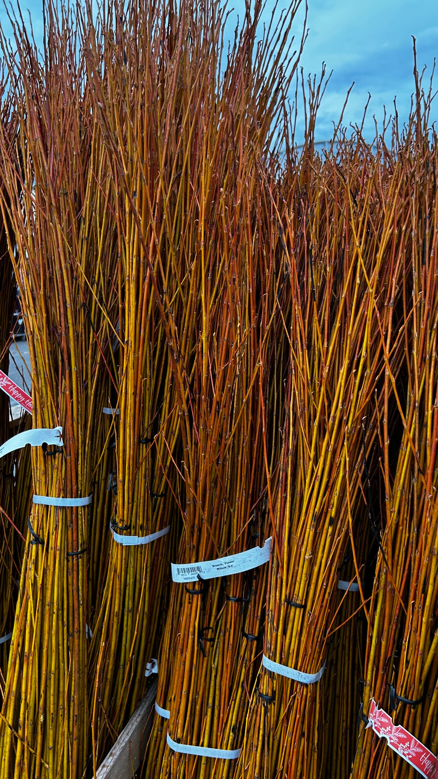 Branch, 'Flame' Willow, 3-4' (10 Branches/Bunch, 10 Bunches/Bundle) Pack of 10