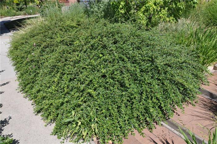 Cotoneaster Dammeri 'coral Beauty' - View 10 from www redcrocus com