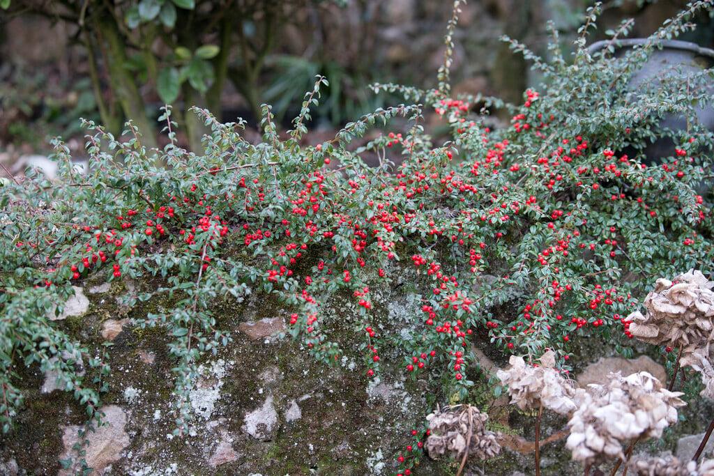 Cotoneaster Dammeri 'coral Beauty' - View 12 from www redcrocus com