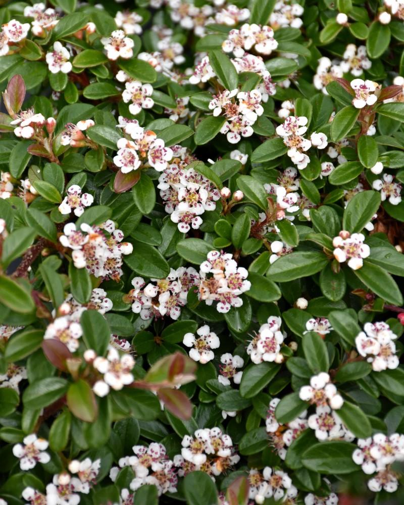 Cotoneaster Dammeri 'coral Beauty' - View 13 from www redcrocus com