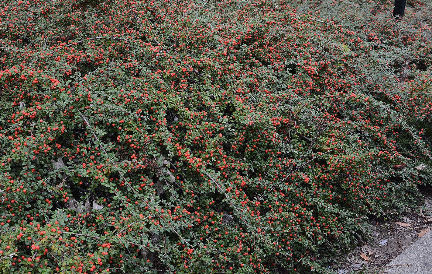 Cotoneaster Dammeri 'coral Beauty' - View 14 from www redcrocus com