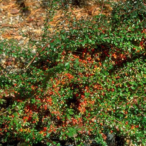 Cotoneaster Dammeri 'coral Beauty' - View 15 from www redcrocus com