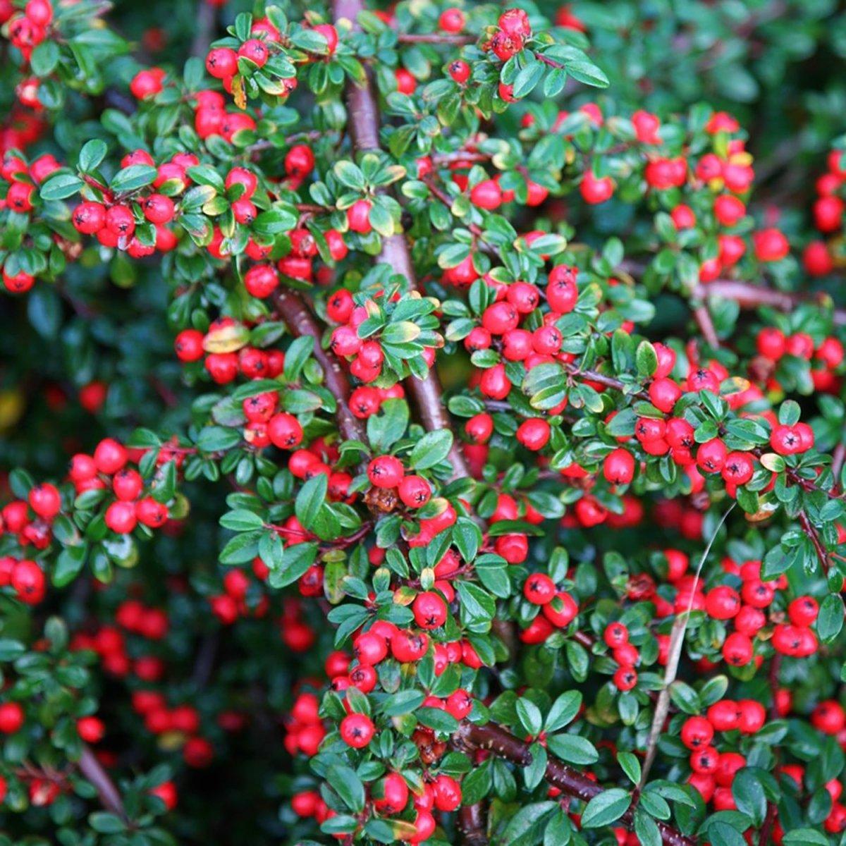 Cotoneaster Dammeri 'coral Beauty' - View 16 from www redcrocus com
