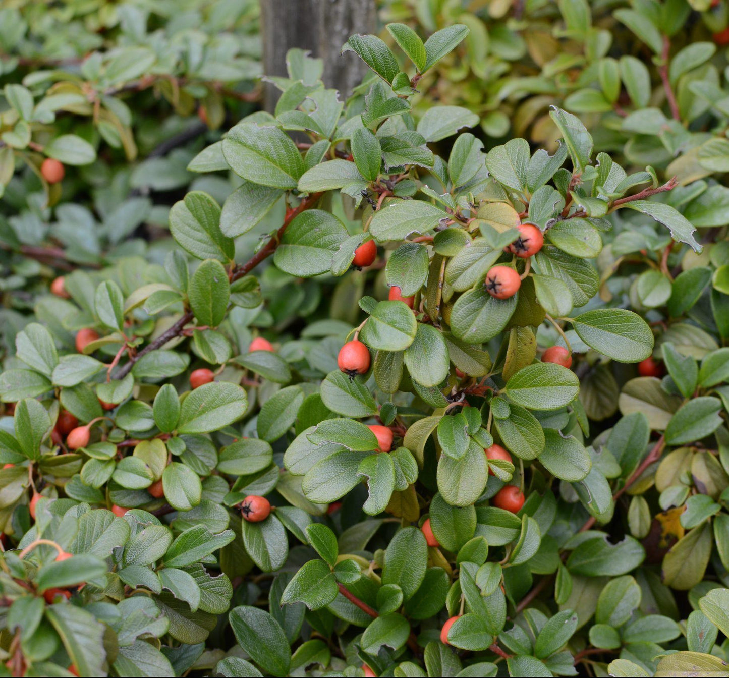 Cotoneaster Dammeri 'coral Beauty' - View 17 from www redcrocus com