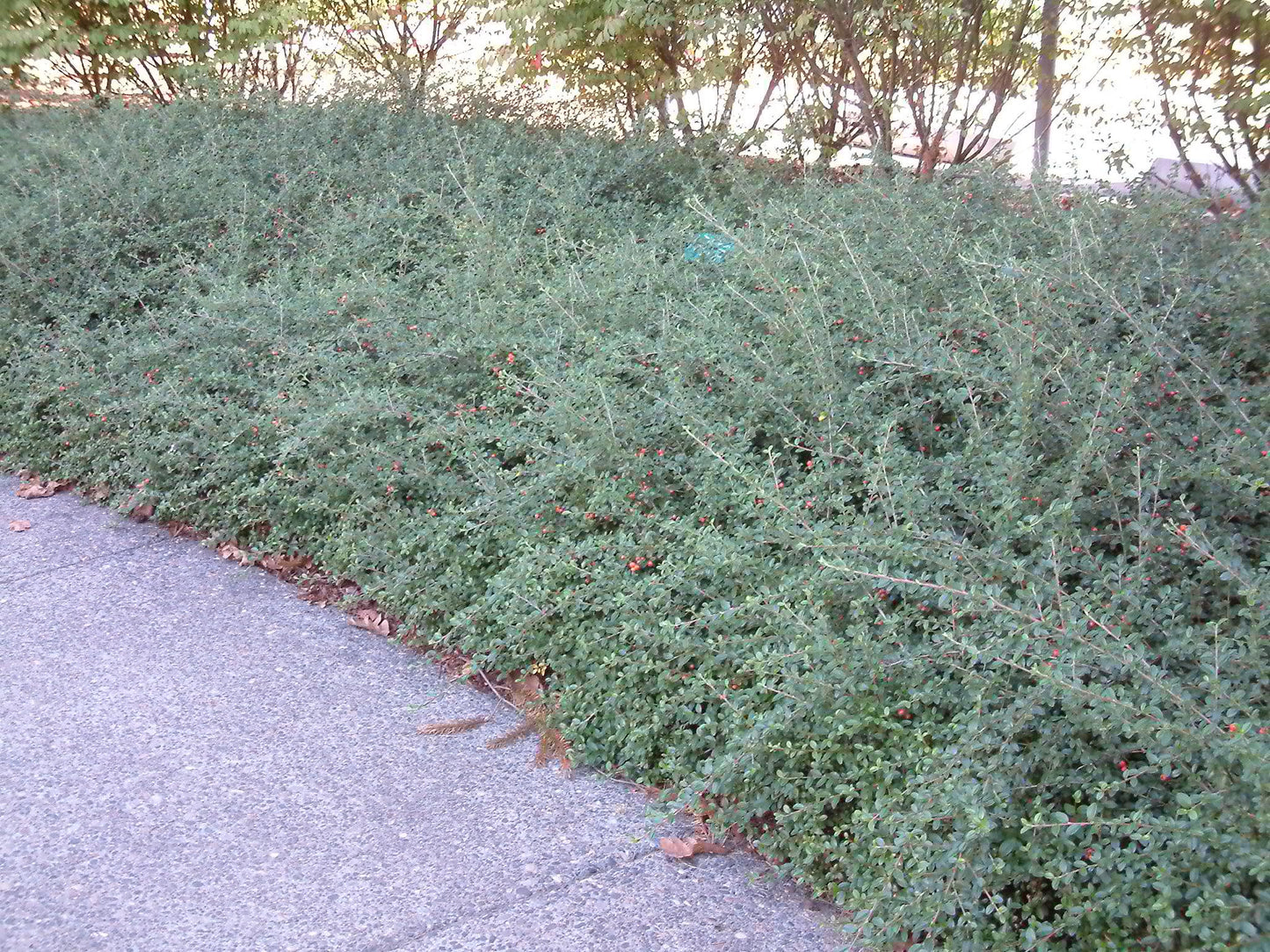 Cotoneaster Dammeri 'coral Beauty' - View 18 from www redcrocus com