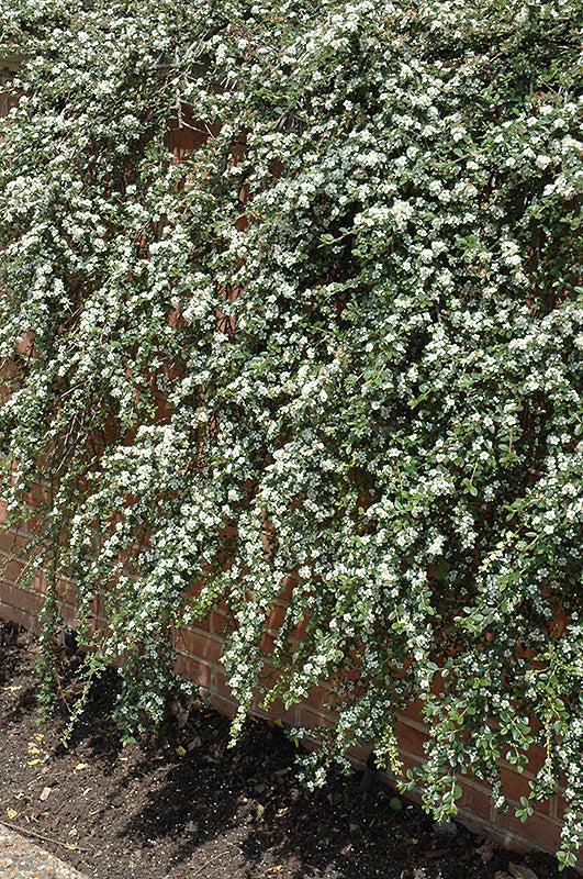 Cotoneaster Dammeri 'coral Beauty' - View 19 from www redcrocus com