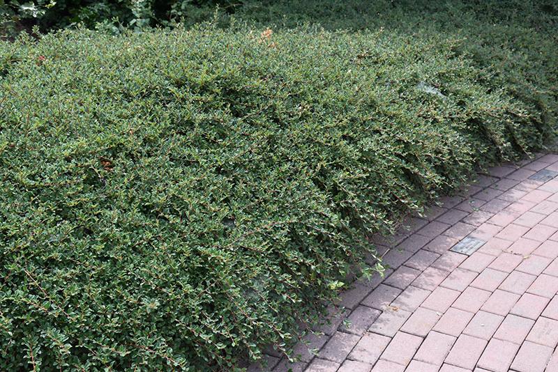 Cotoneaster Dammeri 'coral Beauty' - View 1 from www redcrocus com