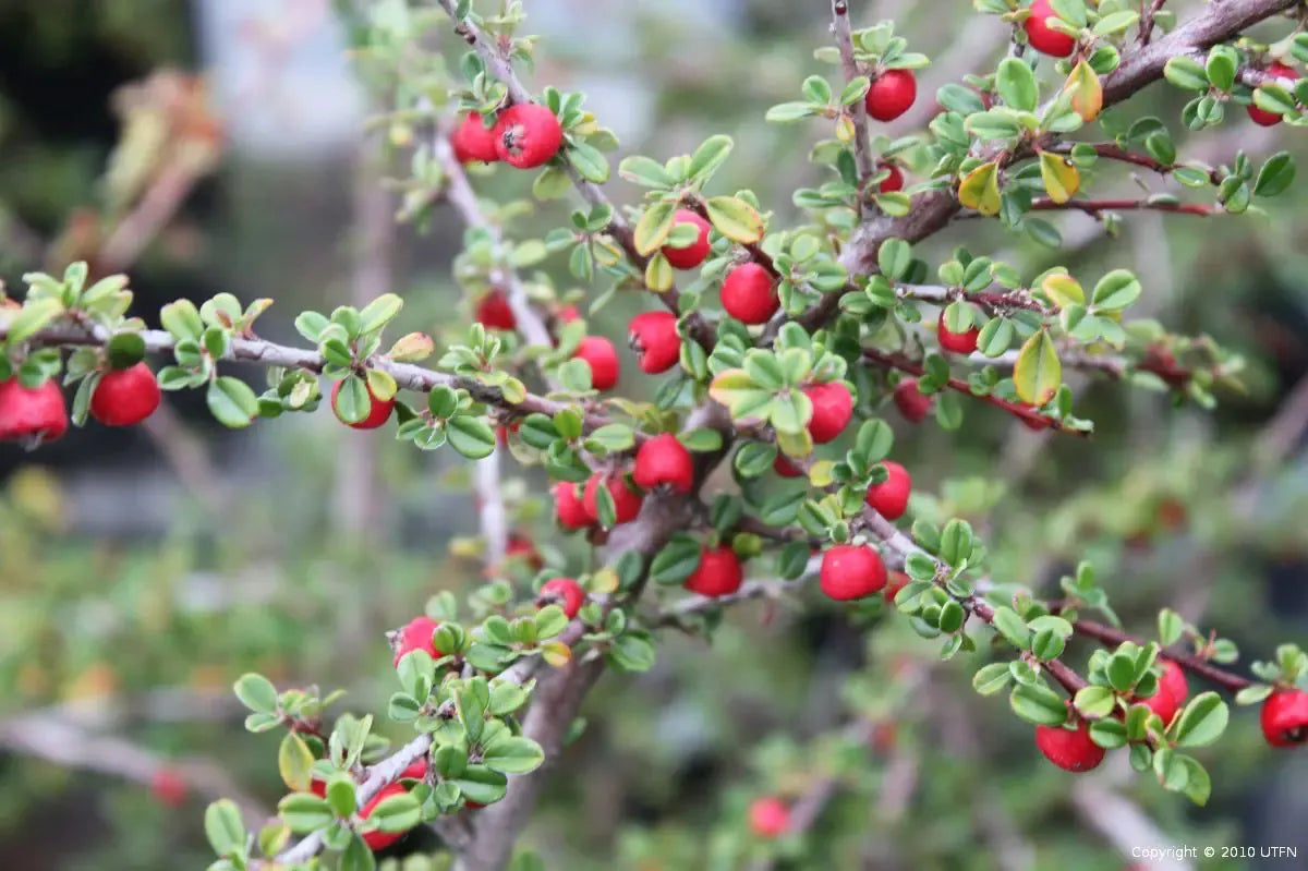 Cotoneaster Dammeri 'coral Beauty' - View 21 from www redcrocus com