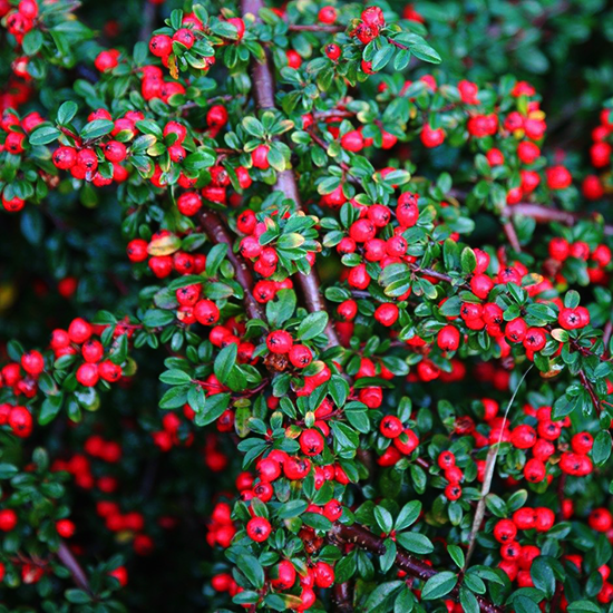 Cotoneaster Dammeri 'coral Beauty' - View 23 from www redcrocus com