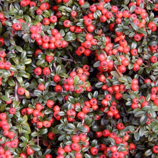 Cotoneaster Dammeri 'coral Beauty' - View 24 from www redcrocus com