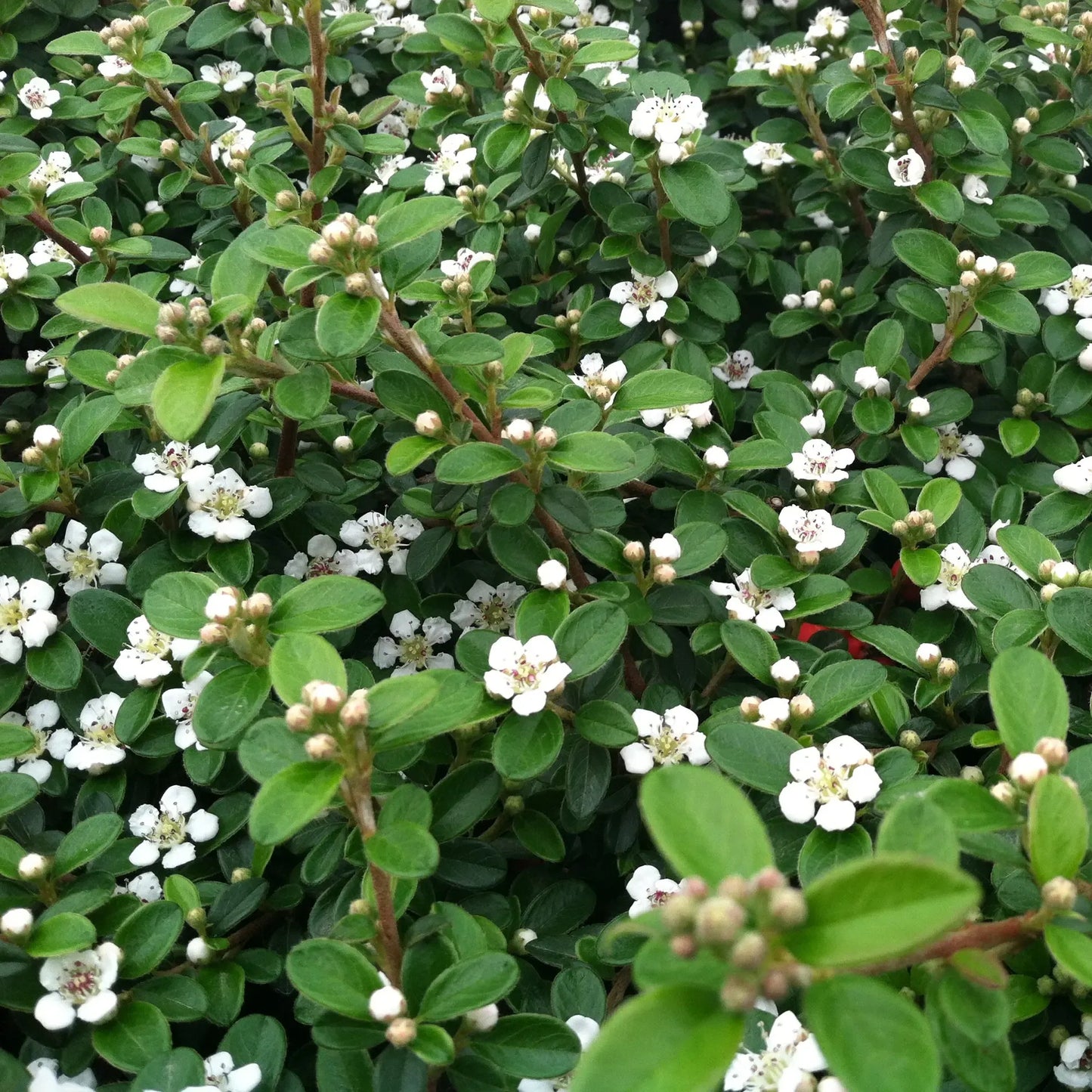 Cotoneaster Dammeri 'coral Beauty' - View 26 from www redcrocus com
