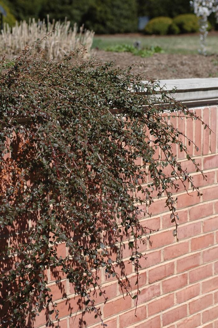 Cotoneaster Dammeri 'coral Beauty' - View 28 from www redcrocus com