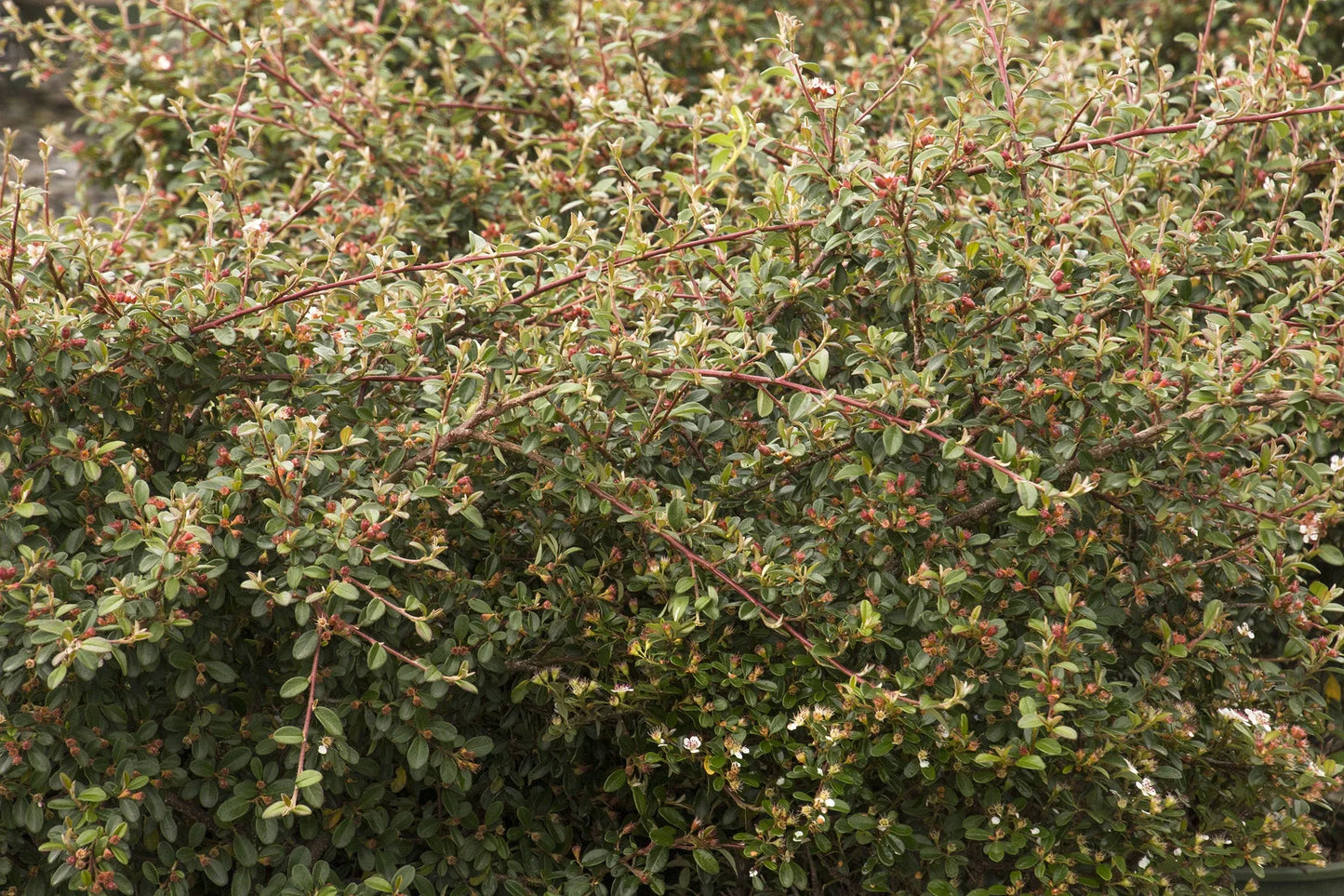Cotoneaster Dammeri 'coral Beauty' - View 29 from www redcrocus com
