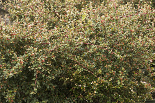Cotoneaster Dammeri 'coral Beauty' - View 29 from www redcrocus com