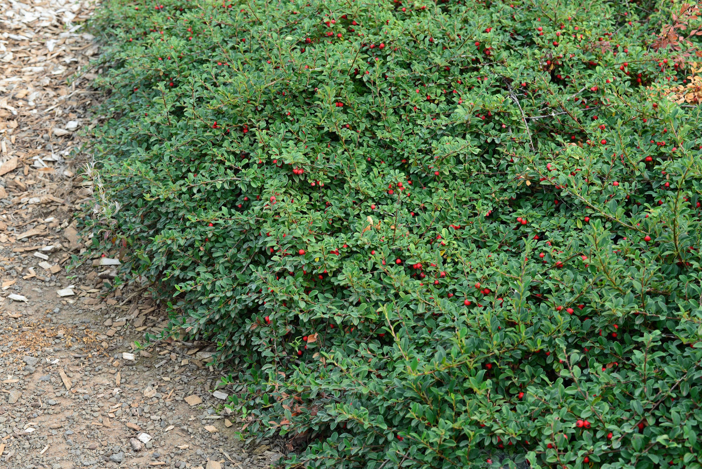 Cotoneaster Dammeri 'coral Beauty' - View 2 from www redcrocus com