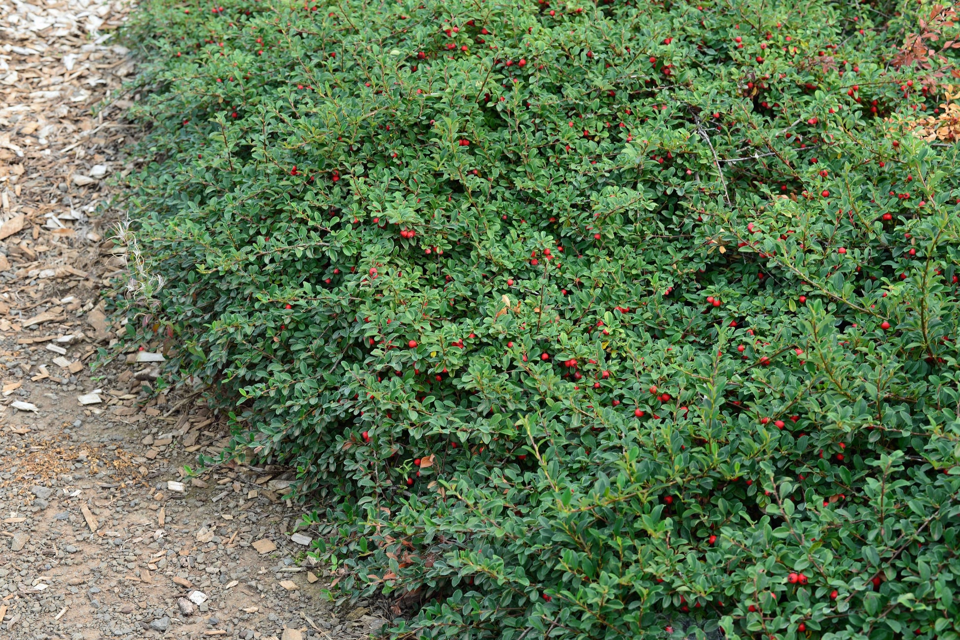 Cotoneaster Dammeri 'coral Beauty' - View 2 from www redcrocus com