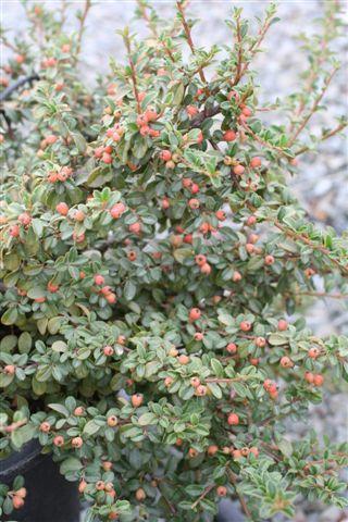 Cotoneaster Dammeri 'coral Beauty' - View 30 from www redcrocus com