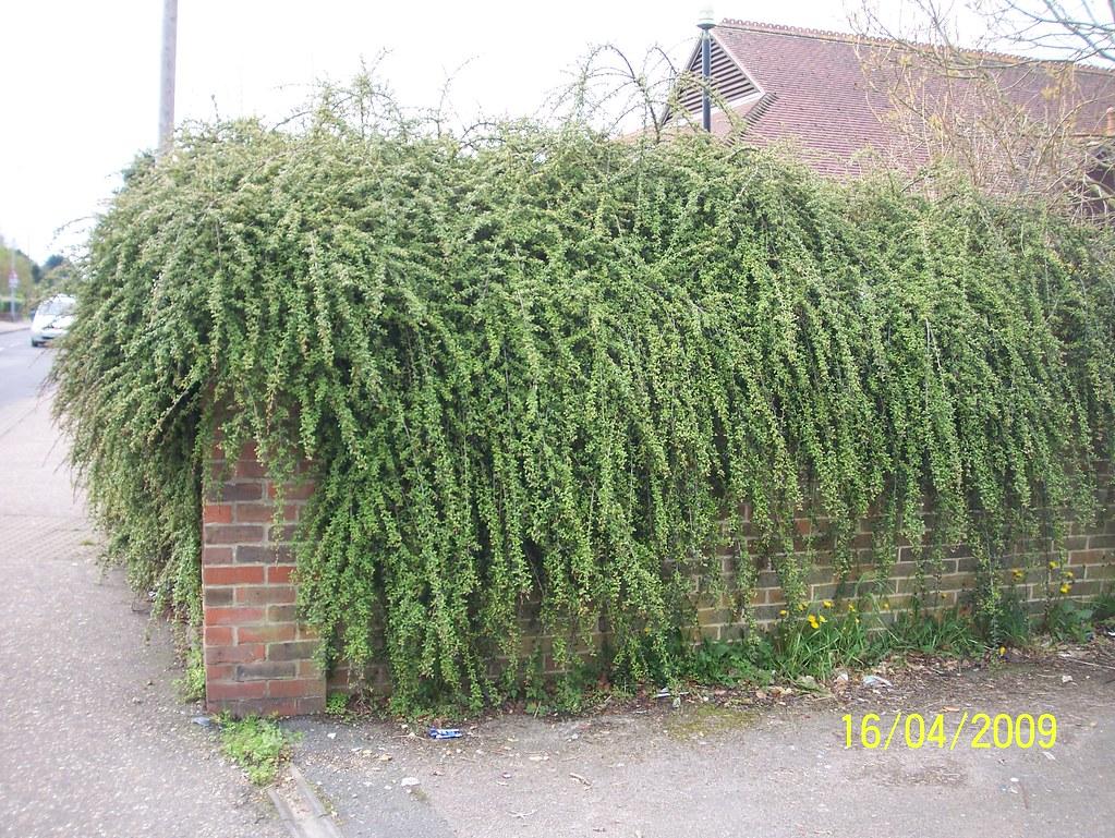 Cotoneaster Dammeri 'coral Beauty' - View 33 from www redcrocus com