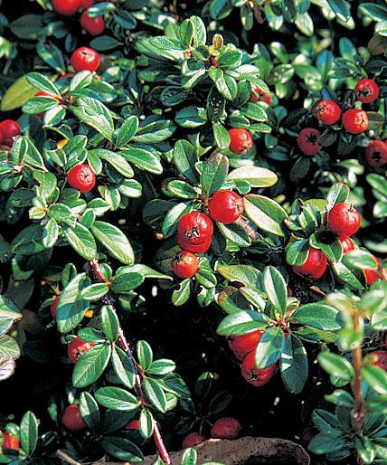 Cotoneaster Dammeri 'coral Beauty' - View 34 from www redcrocus com