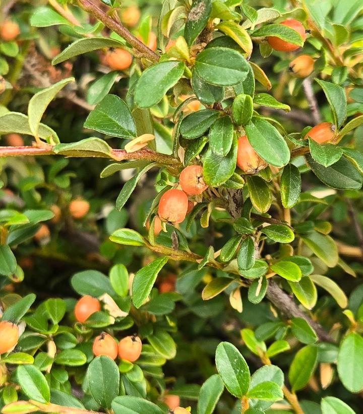 Cotoneaster Dammeri 'coral Beauty' - View 35 from www redcrocus com
