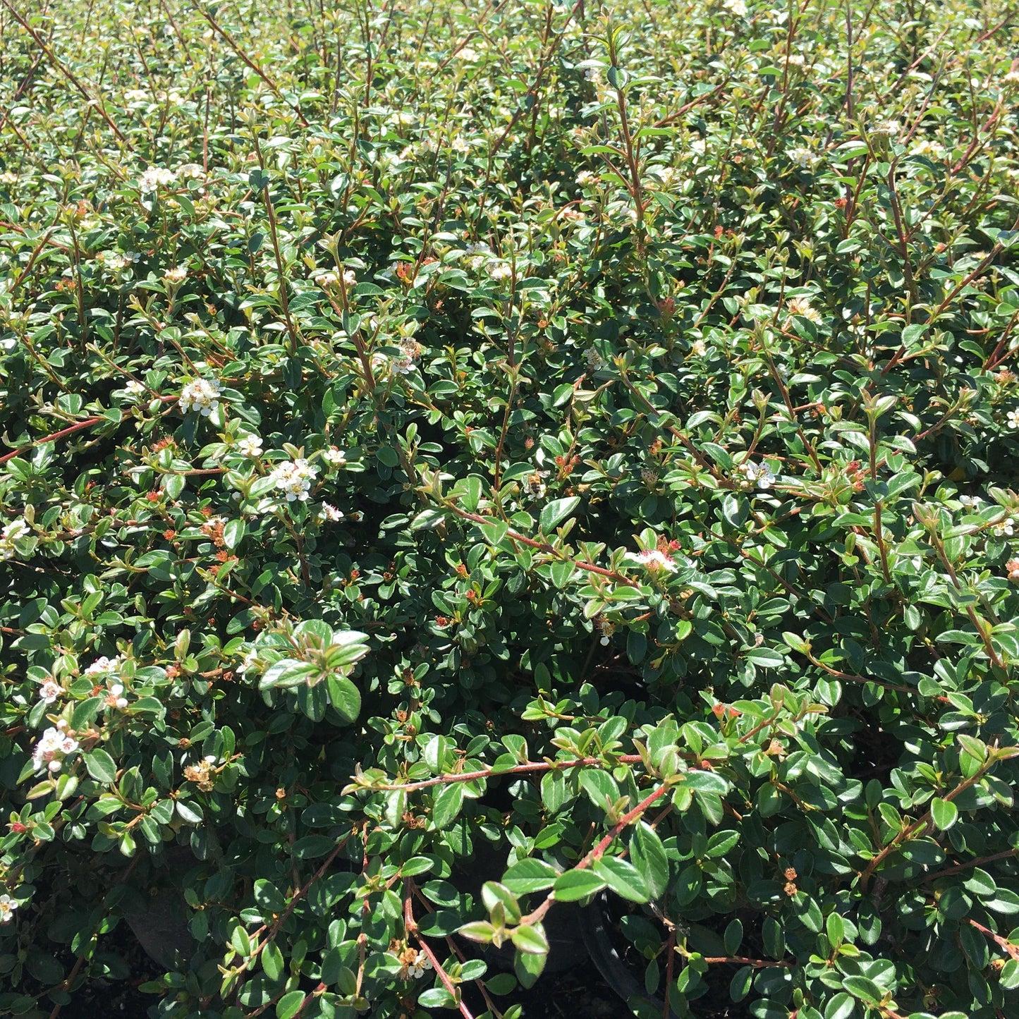 Cotoneaster Dammeri 'coral Beauty' - View 36 from www redcrocus com