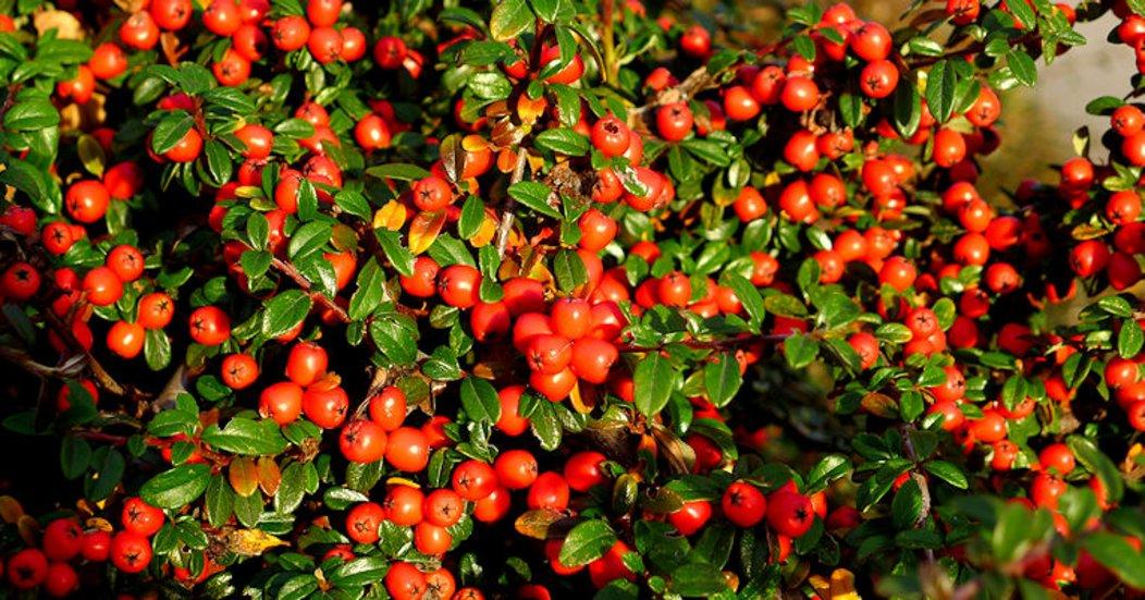 Cotoneaster Dammeri 'coral Beauty' - View 37 from www redcrocus com