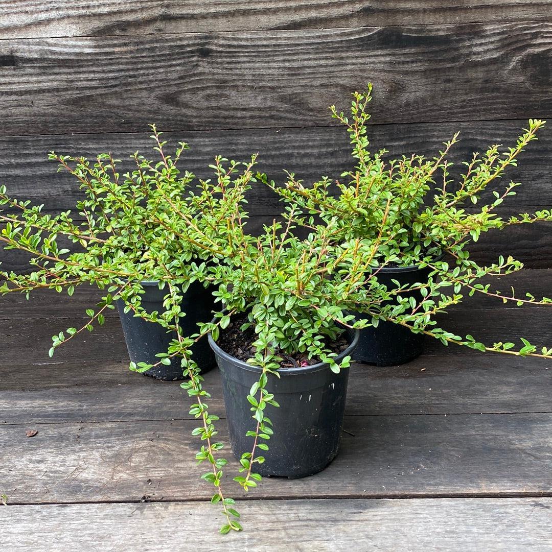 Cotoneaster Dammeri 'coral Beauty' - View 38 from www redcrocus com