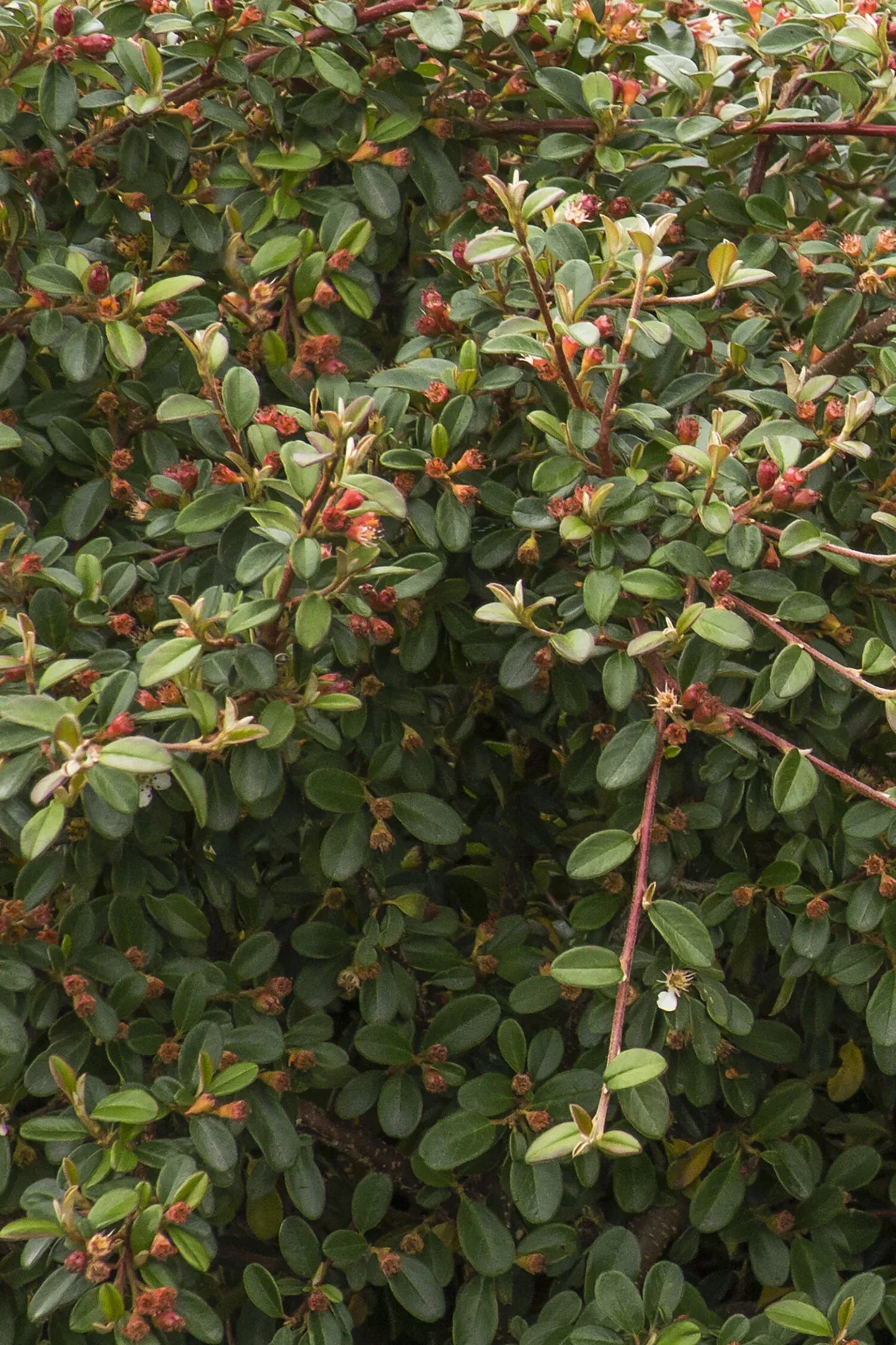 Cotoneaster Dammeri 'coral Beauty' - View 39 from www redcrocus com