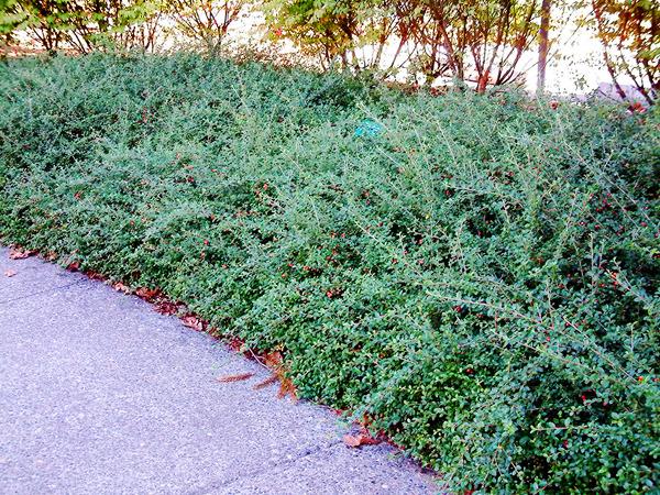 Cotoneaster Dammeri 'coral Beauty' - View 3 from www redcrocus com
