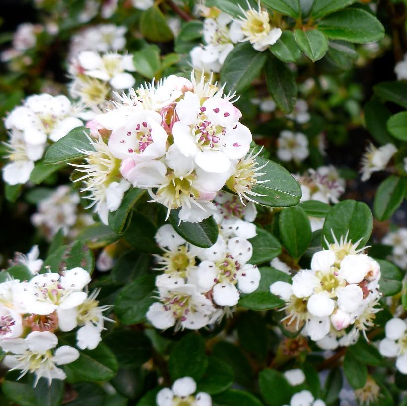Cotoneaster Dammeri 'coral Beauty' - View 5 from www redcrocus com