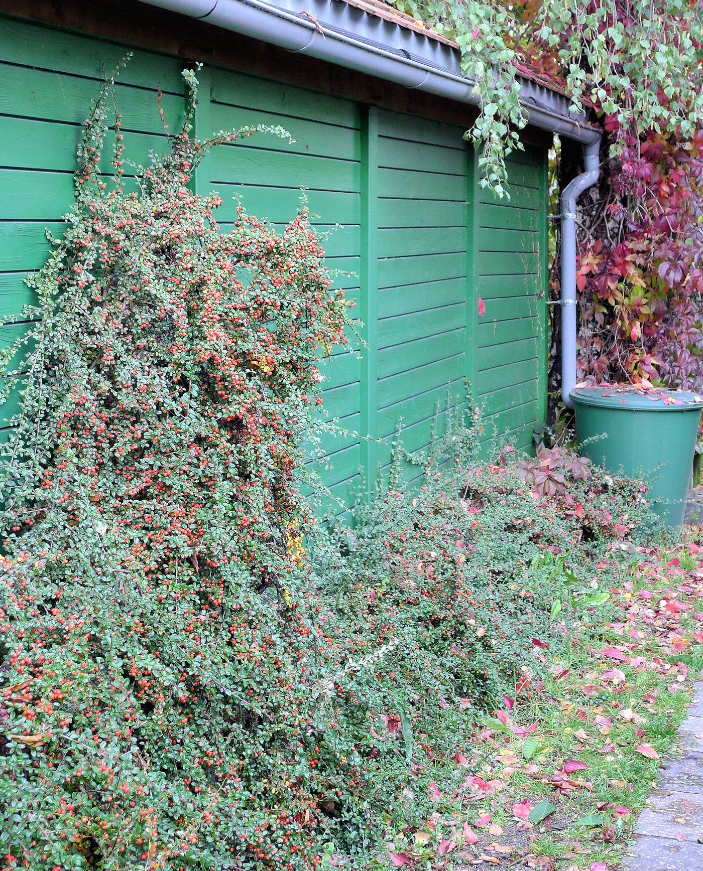 Cotoneaster Dammeri 'coral Beauty' - View 6 from www redcrocus com