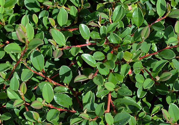 Cotoneaster Dammeri 'coral Beauty' - View 8 from www redcrocus com