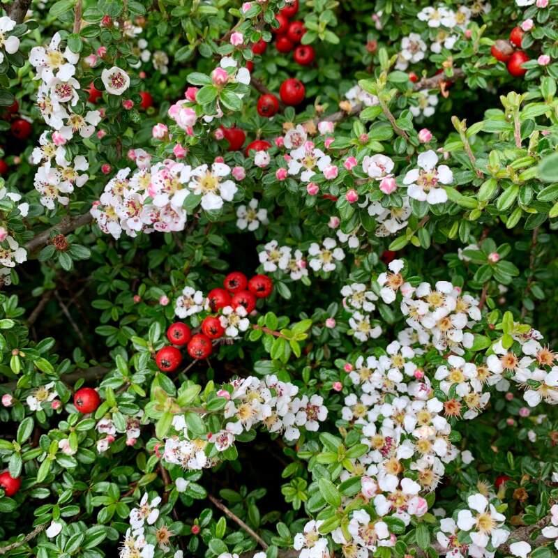 Cotoneaster Dammeri 'coral Beauty' - View 9 from www redcrocus com