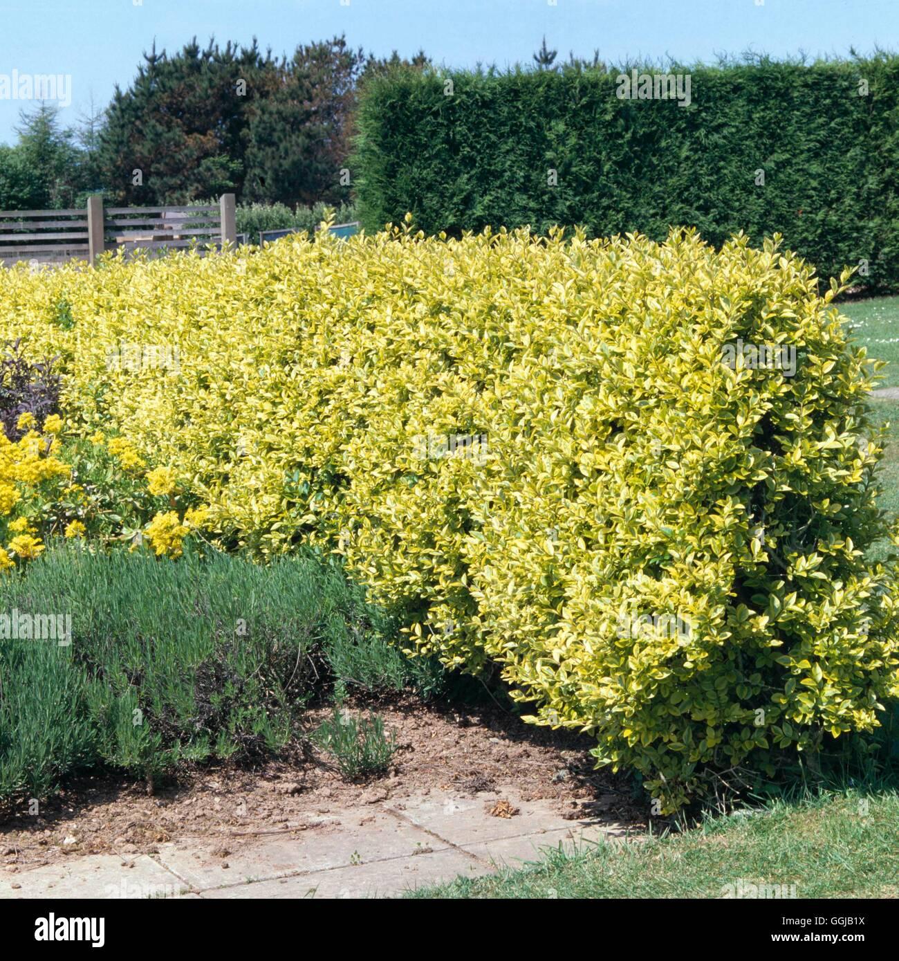Ligustrum Ovalifolium - View 10 from www redcrocus com
