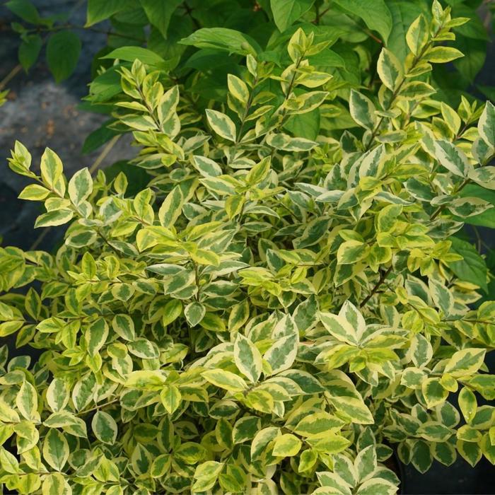 Ligustrum Ovalifolium - View 12 from www redcrocus com