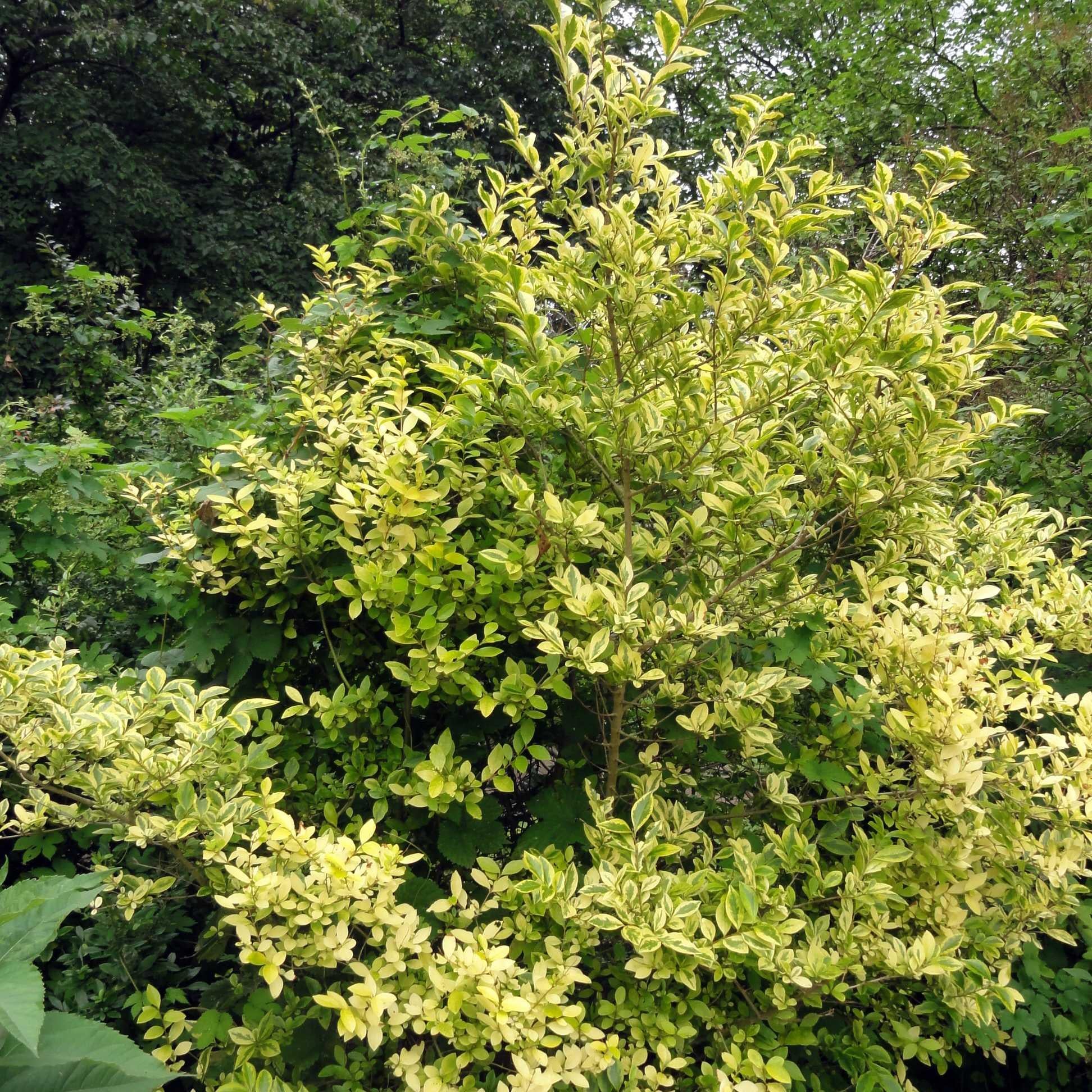 Ligustrum Ovalifolium - View 14 from www redcrocus com