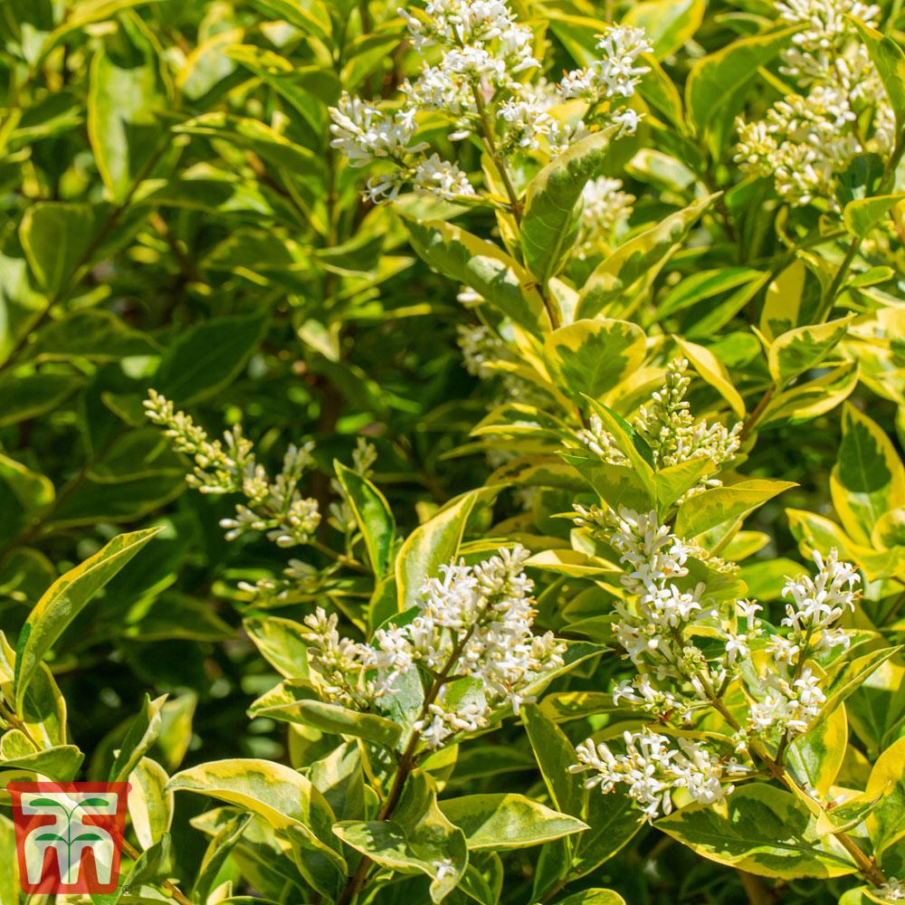 Ligustrum Ovalifolium - View 15 from www redcrocus com