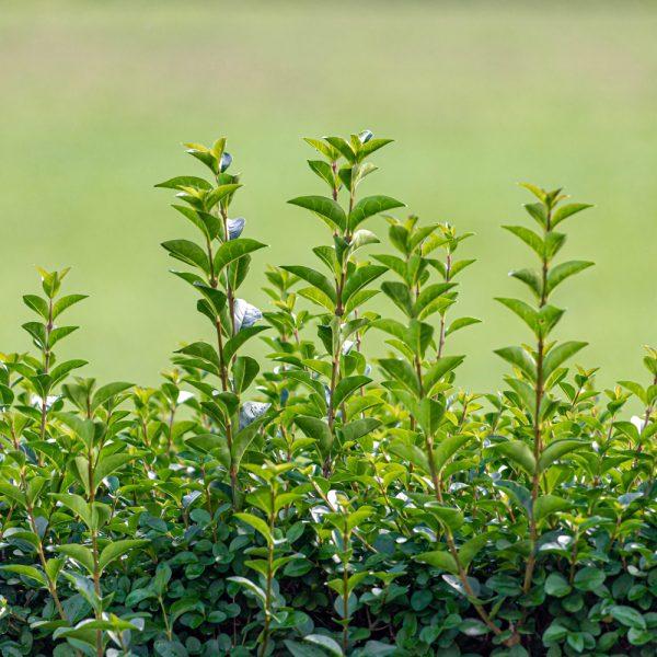 Ligustrum Ovalifolium - View 17 from www redcrocus com