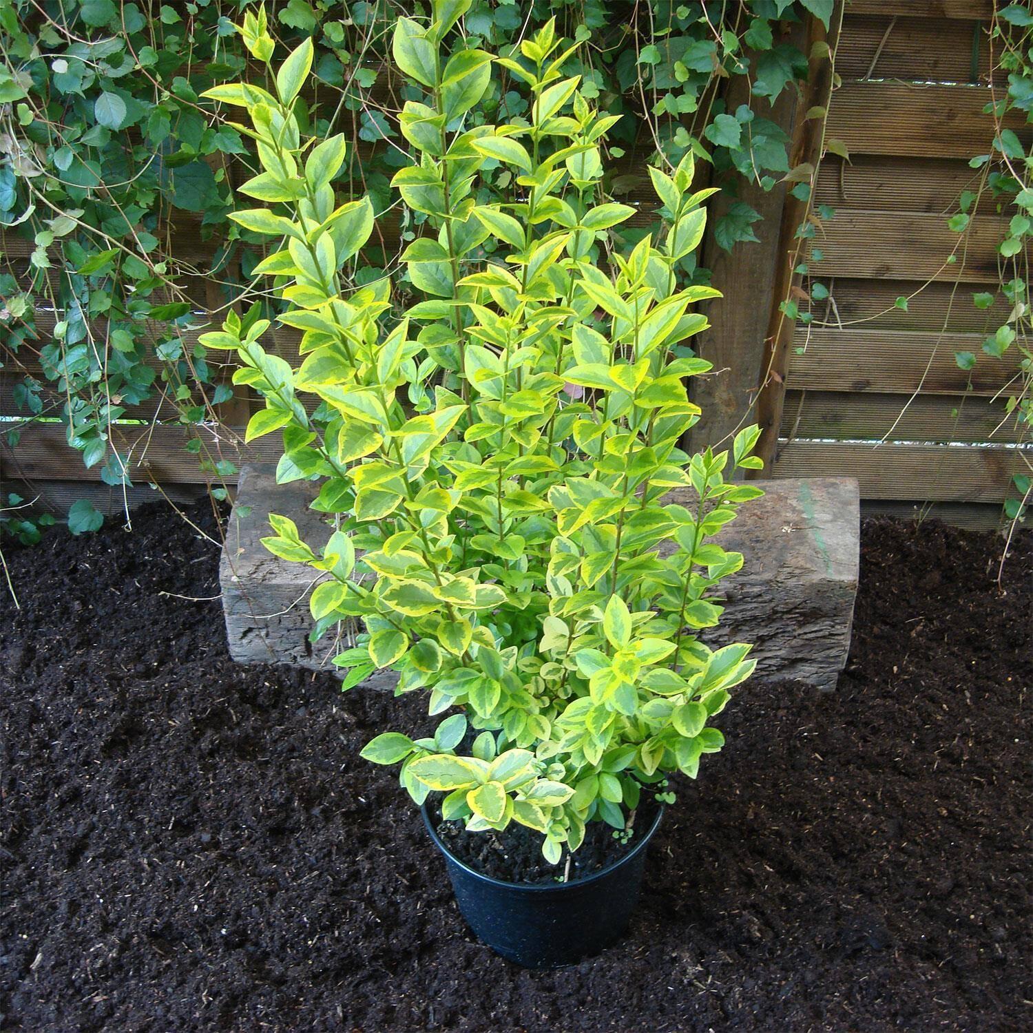 Ligustrum Ovalifolium - View 19 from www redcrocus com