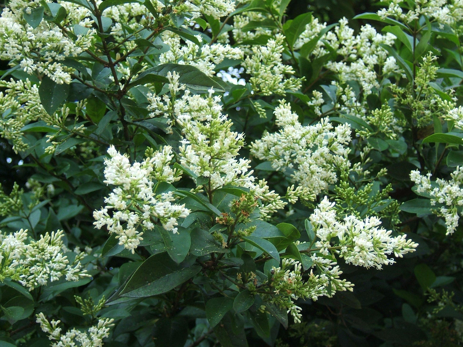 Ligustrum Ovalifolium - View 2 from www redcrocus com