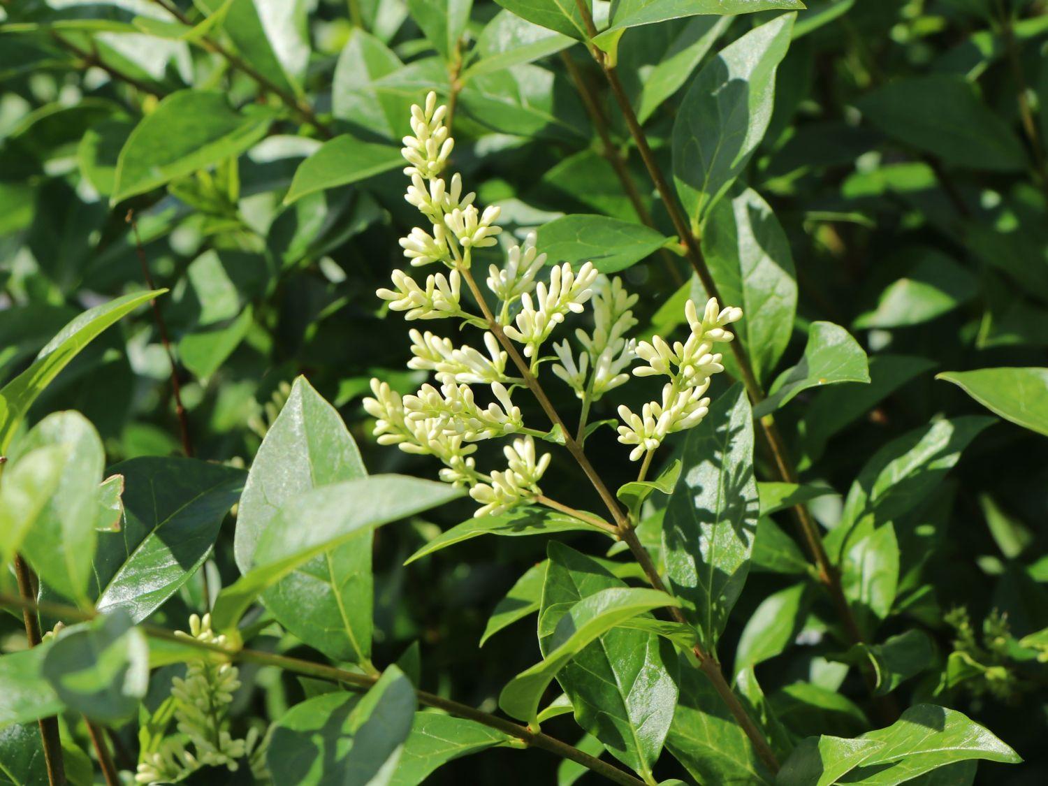 Ligustrum Ovalifolium - View 3 from www redcrocus com