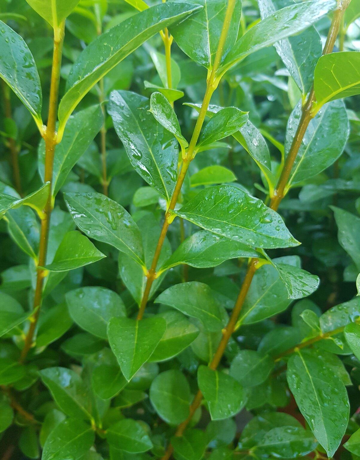 Ligustrum Ovalifolium - View 6 from www redcrocus com