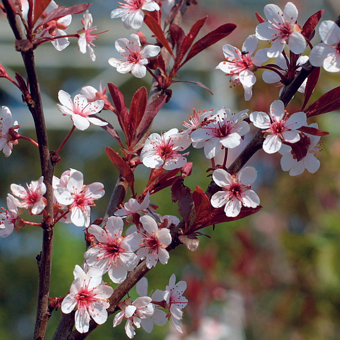 Prunus Cistena - View 10 from www redcrocus com