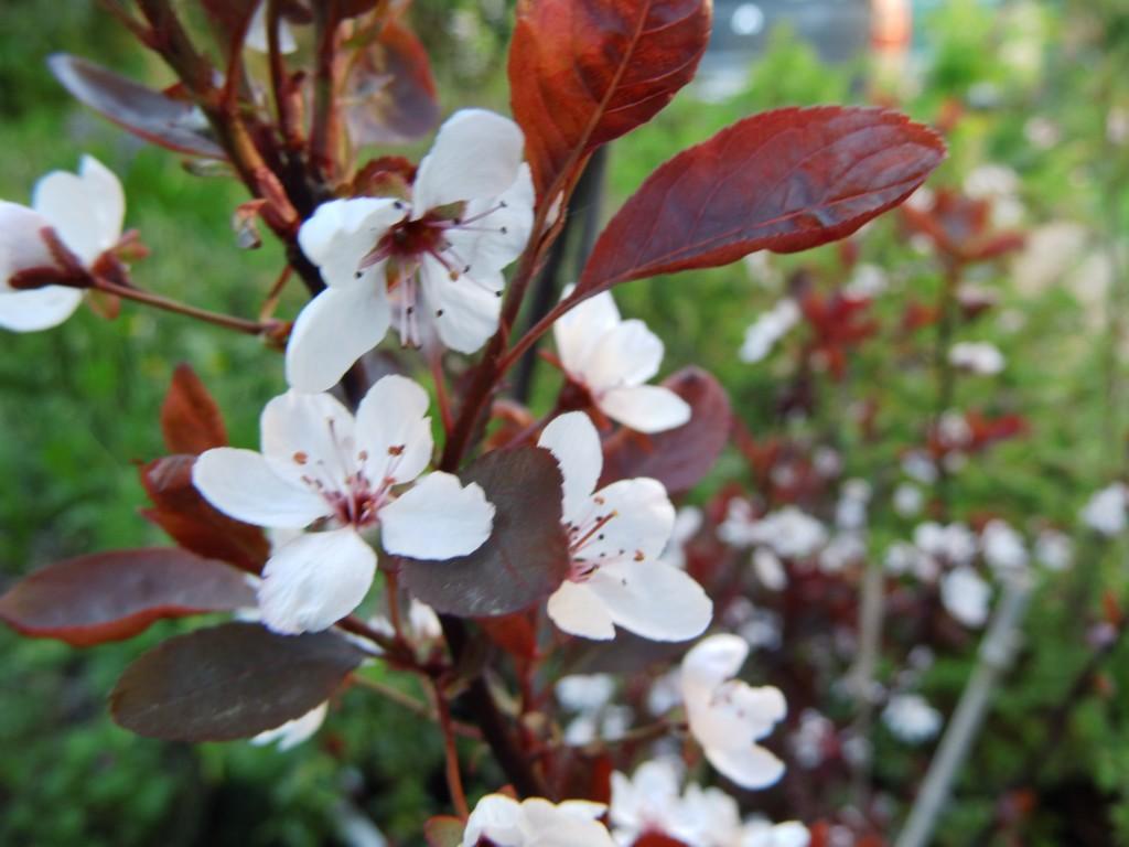 Prunus Cistena - View 11 from www redcrocus com