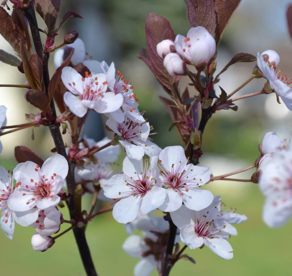 Prunus Cistena - View 12 from www redcrocus com