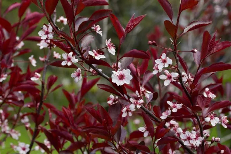 Prunus Cistena - View 12 from www redcrocus com