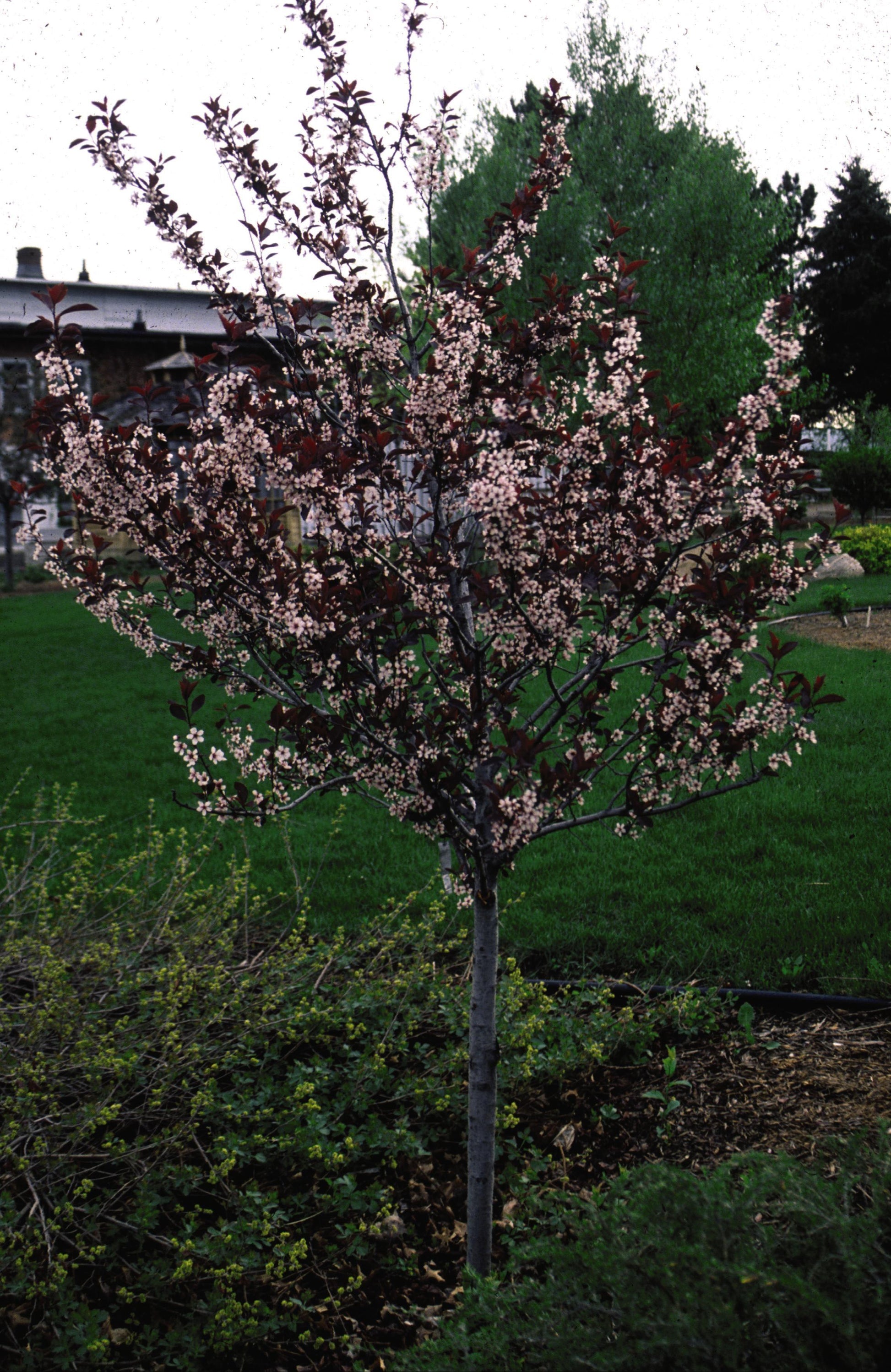 Prunus Cistena - View 13 from www redcrocus com