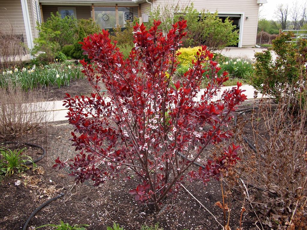 Prunus Cistena - View 14 from www redcrocus com